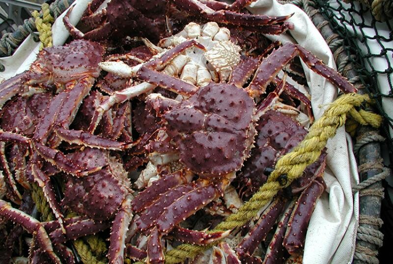 Southeast Alaska king crab seasons closed; better prospects seen for